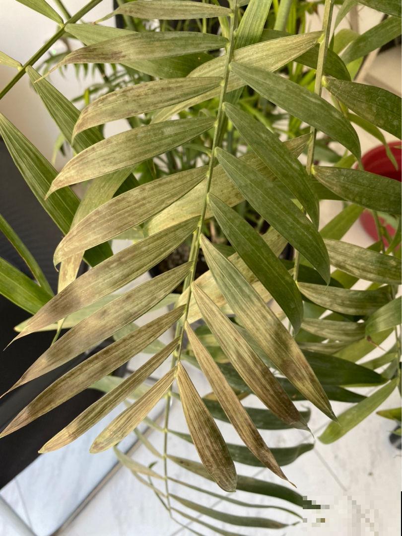 垃圾桶里找宝藏，淘到3盆花，省下我好多钱！