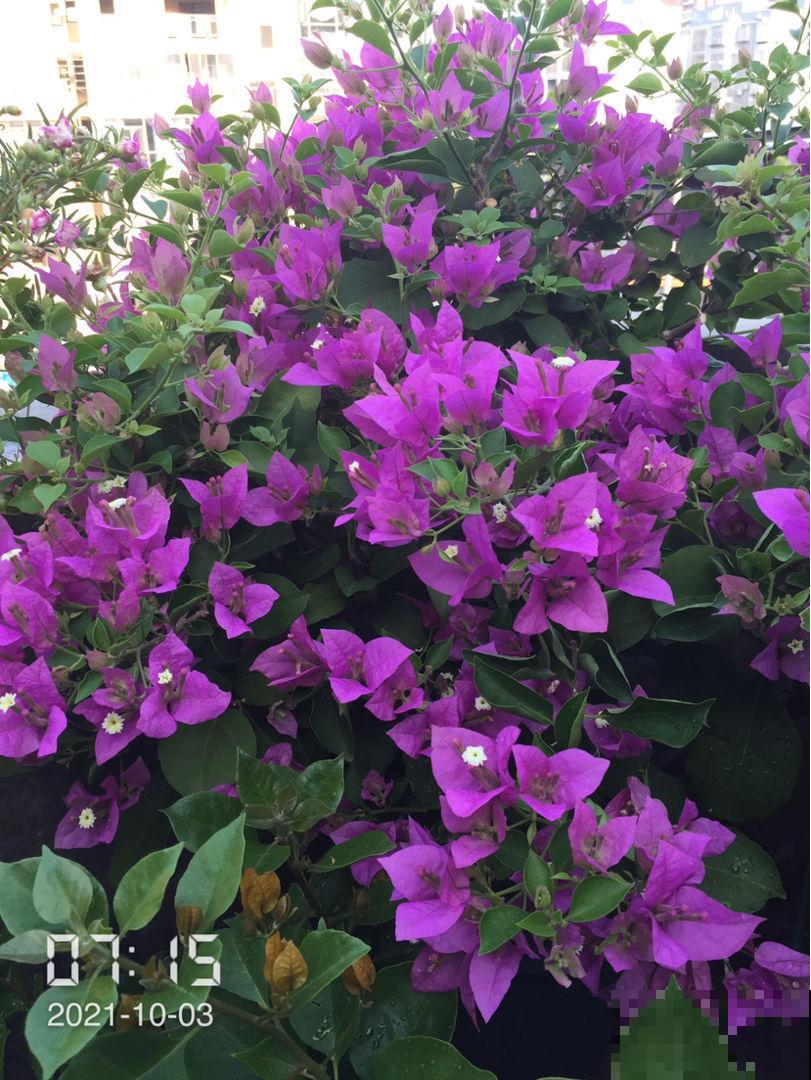 冷空气来袭，5种怕冻伤的花卉，要特别注意保暖