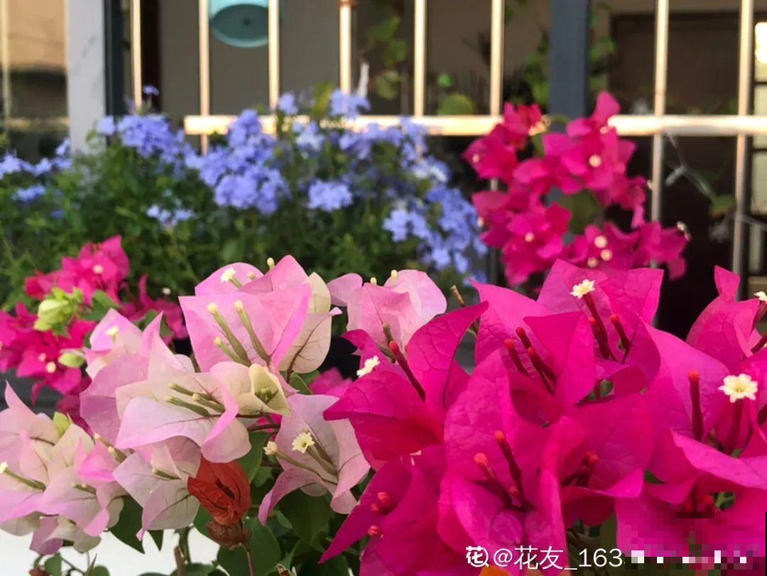 9种花特怕冷,现在赶紧套个袋,保暖很重要 9种花特怕冷,现在赶紧套个袋,保暖很重要