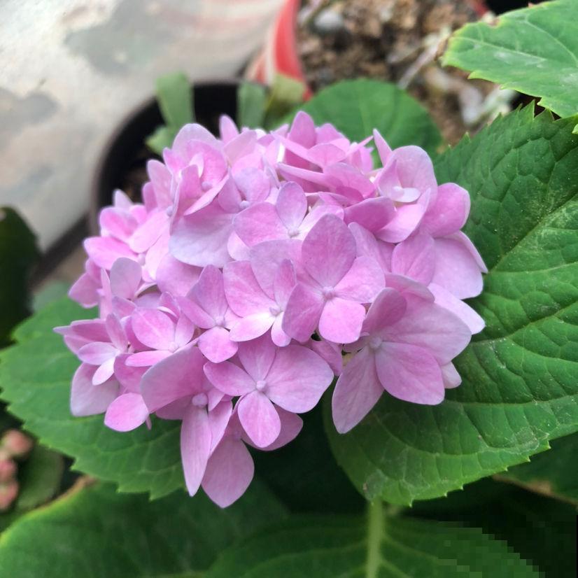 绣球花“冻”着养，冬季养护要狠心，来年才能爆盆长