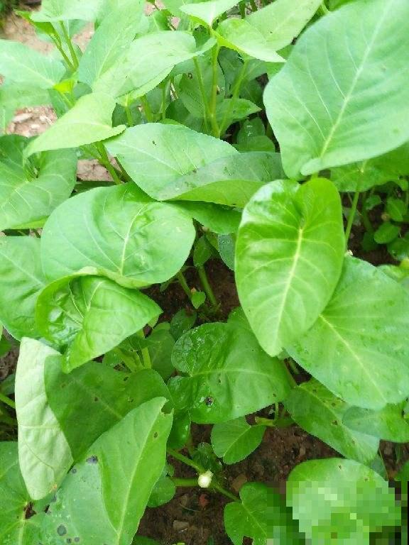 5个菜根头别扔,插土里就能活,一个月就能长成小菜园 5个菜根头别扔,插土里就能活,一个月就能长成小菜园