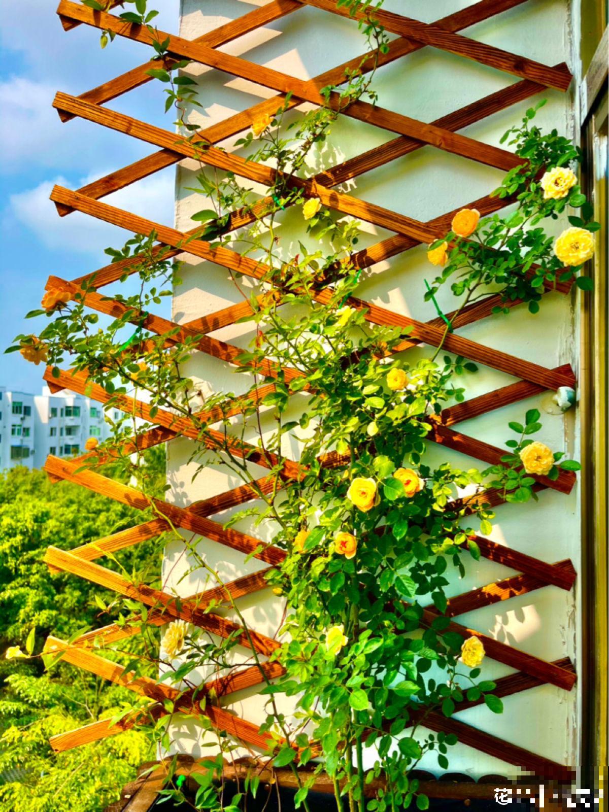 1种花，开花多，味道香，媲美月季