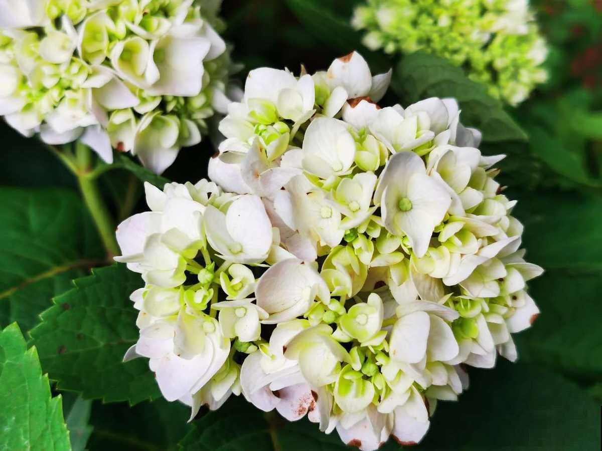 耐阴的15种植物，家里没光也能养，还能开花爆盆