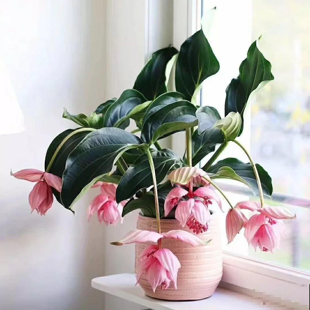 5种有“格调”的植物，养在家里有气质，一看就是有品位的人在养