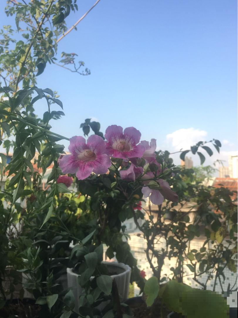 1种花真强悍，40度晒不死，-20度冻不死，北到沈阳南至深圳都能养