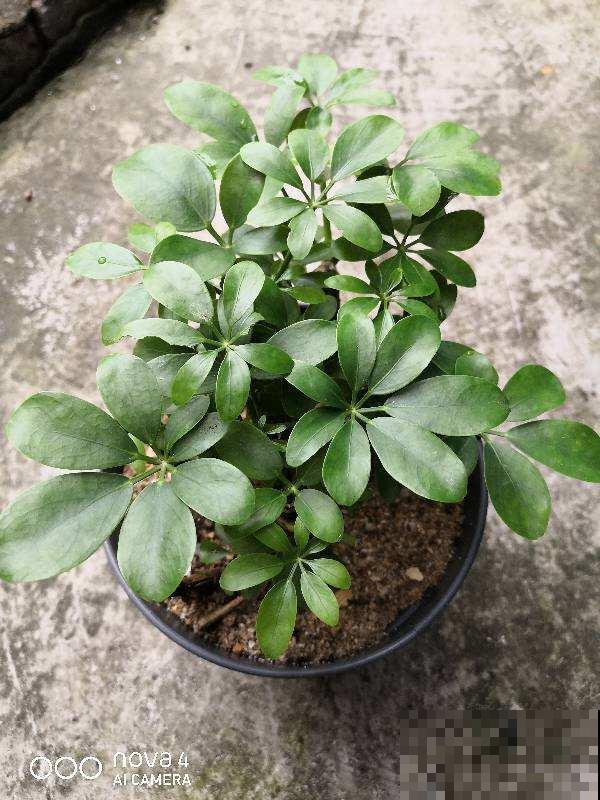 30种观叶植物,能观赏也净化空气,总有一种你养过 30种观叶植物,能观赏也净化空气,总有一种你养过