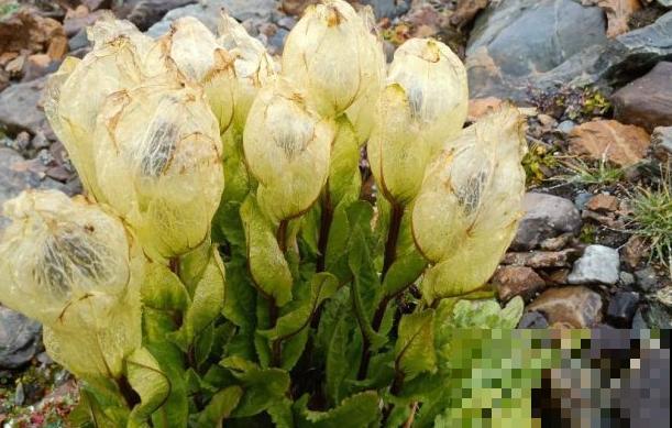 路边看到6种花，千万别随便采，可能会惹麻烦