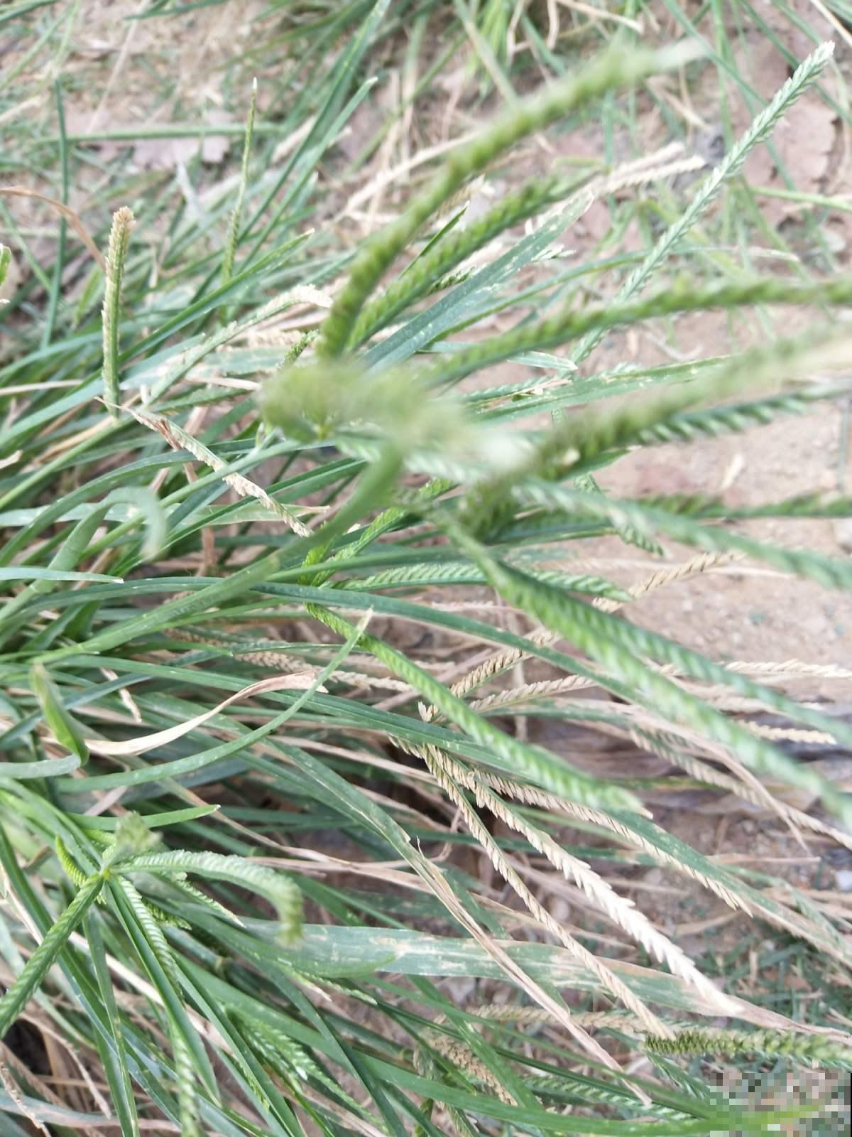 农村常见的1种野草，如今城里排队上山挖，浑身都是宝鲜有人知