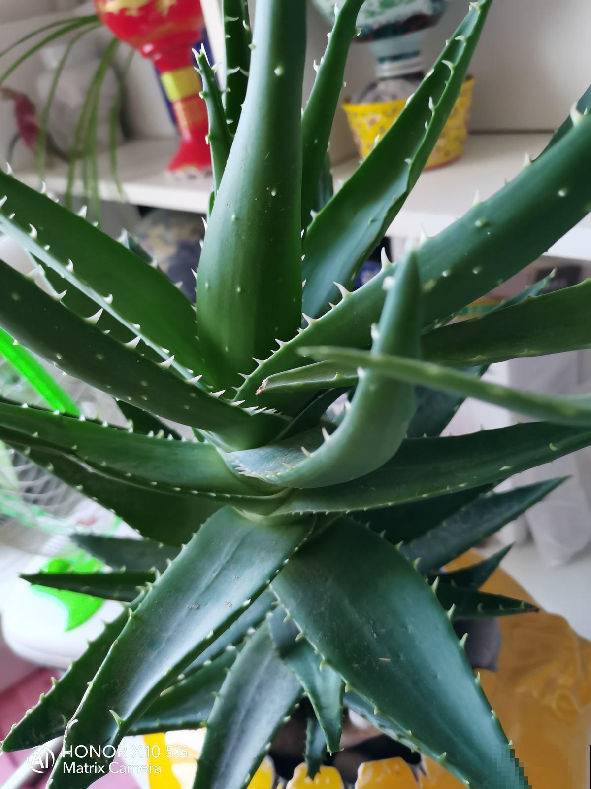 5种花,再穷也要养,就为图个好兆头 5种花,再穷也要养,就为图个好兆头