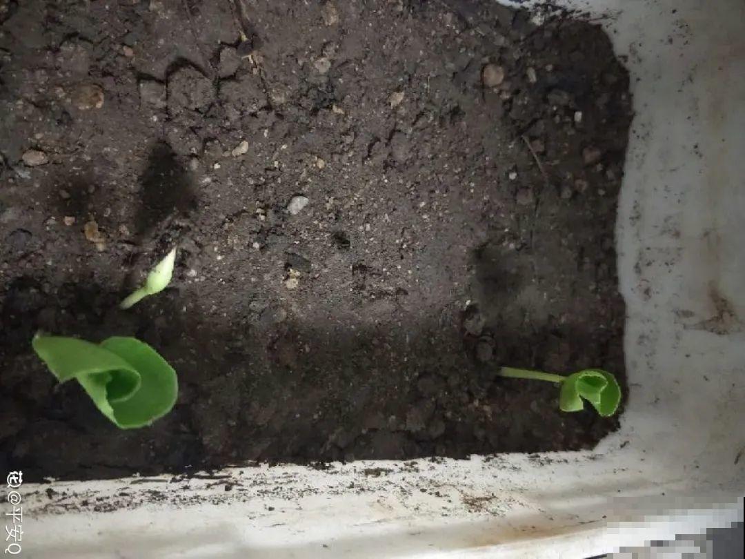 路上看见银杏果,不要捡,小心有毒! 路上看见银杏果,不要捡,小心有毒!