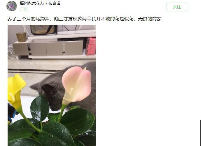 腊月买花要睁大眼,这8种花别要,养不活还浪费钱 腊月买花要睁大眼,这8种花别要,养不活还浪费钱