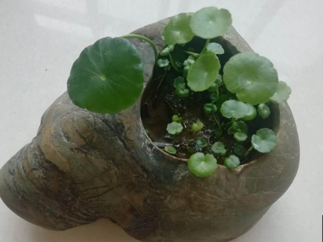 5种花盆,闷根又烂根,一养花就死掉 5种花盆,闷根又烂根,一养花就死掉