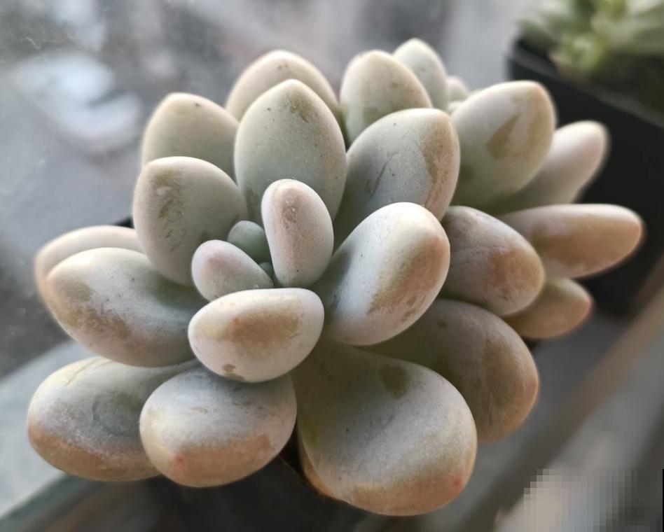 多肉僵苗千万别嫌弃，只需做好两方面，轻松解决问题