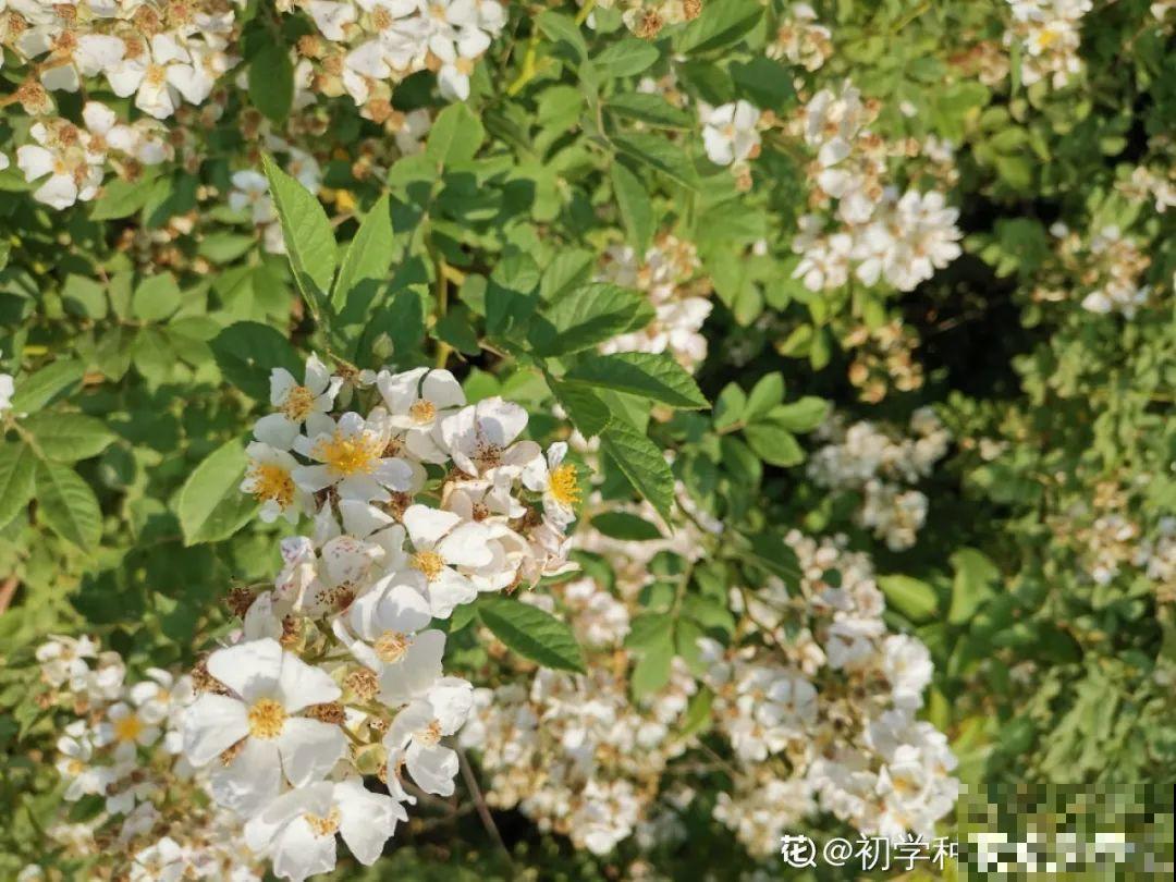 不良商贩真缺德，高价卖假货，不少人都上当