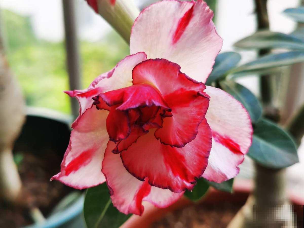 4种省心花，不浇水也能开花，浇水多反而长得差