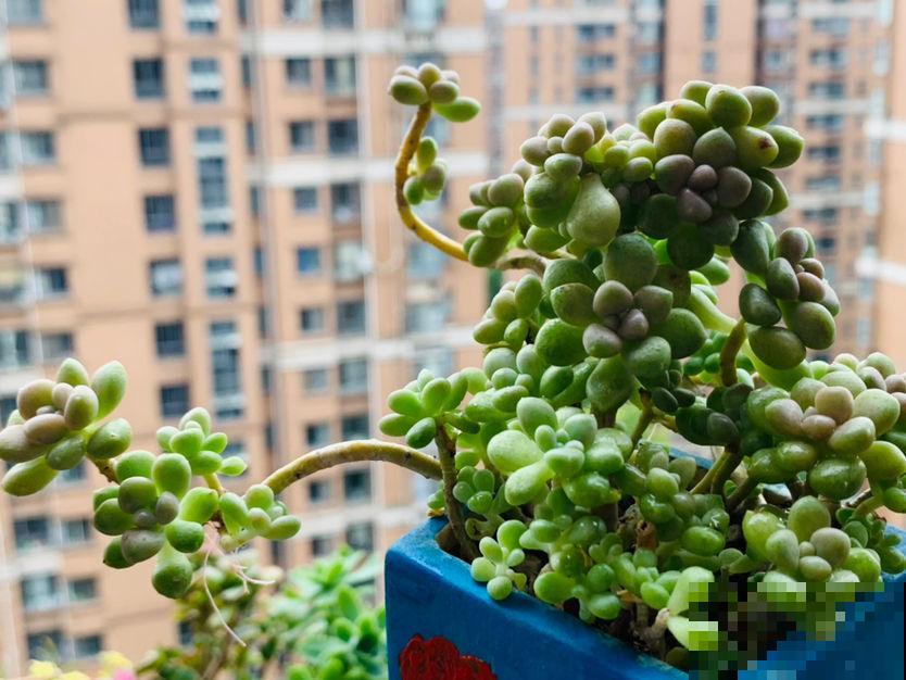 去她家里才知道，什么是多肉大户，有2盆原来这么爱爆盆