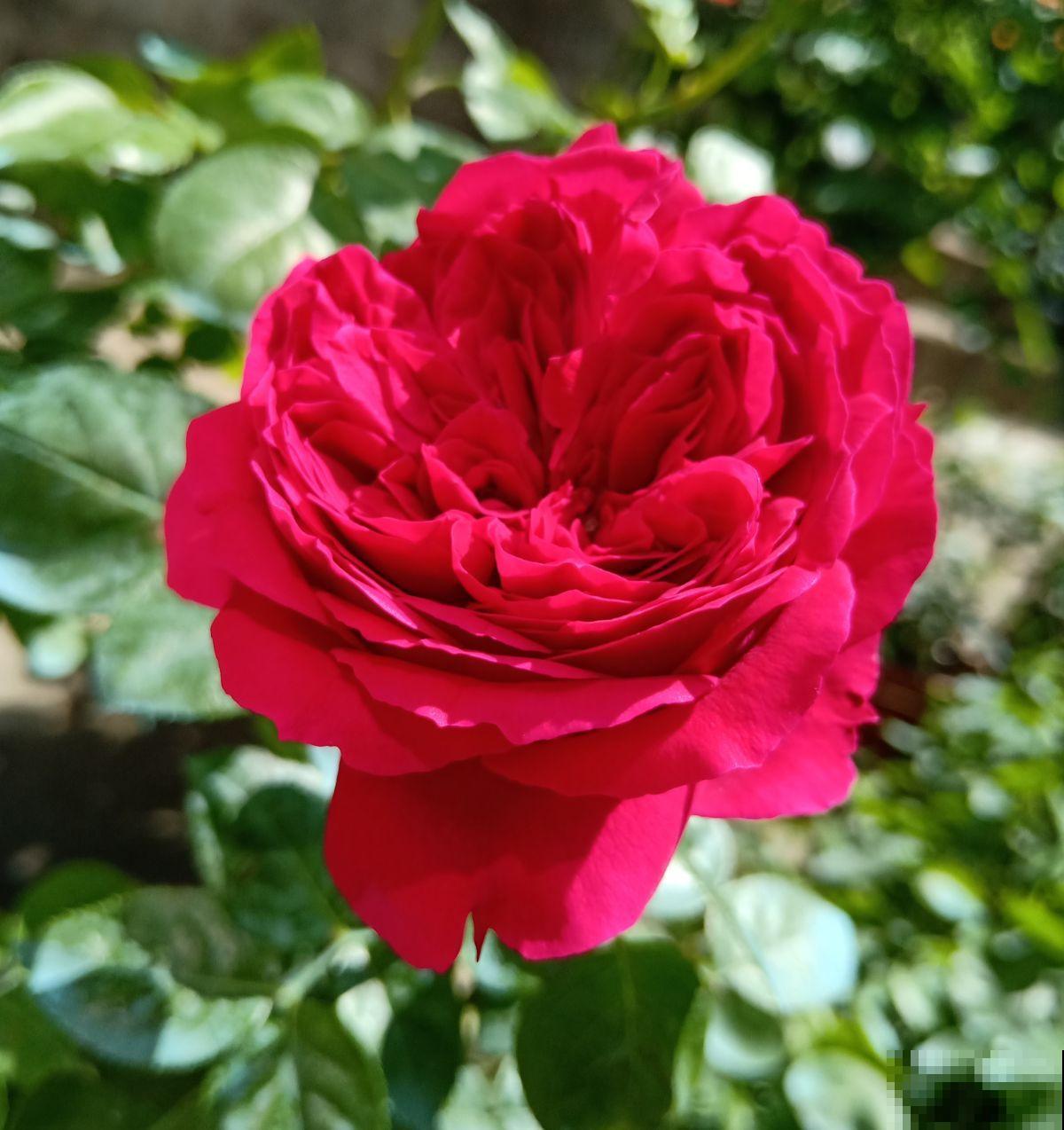 想要做花柱花墙，推荐7种藤本月季，值得拥有