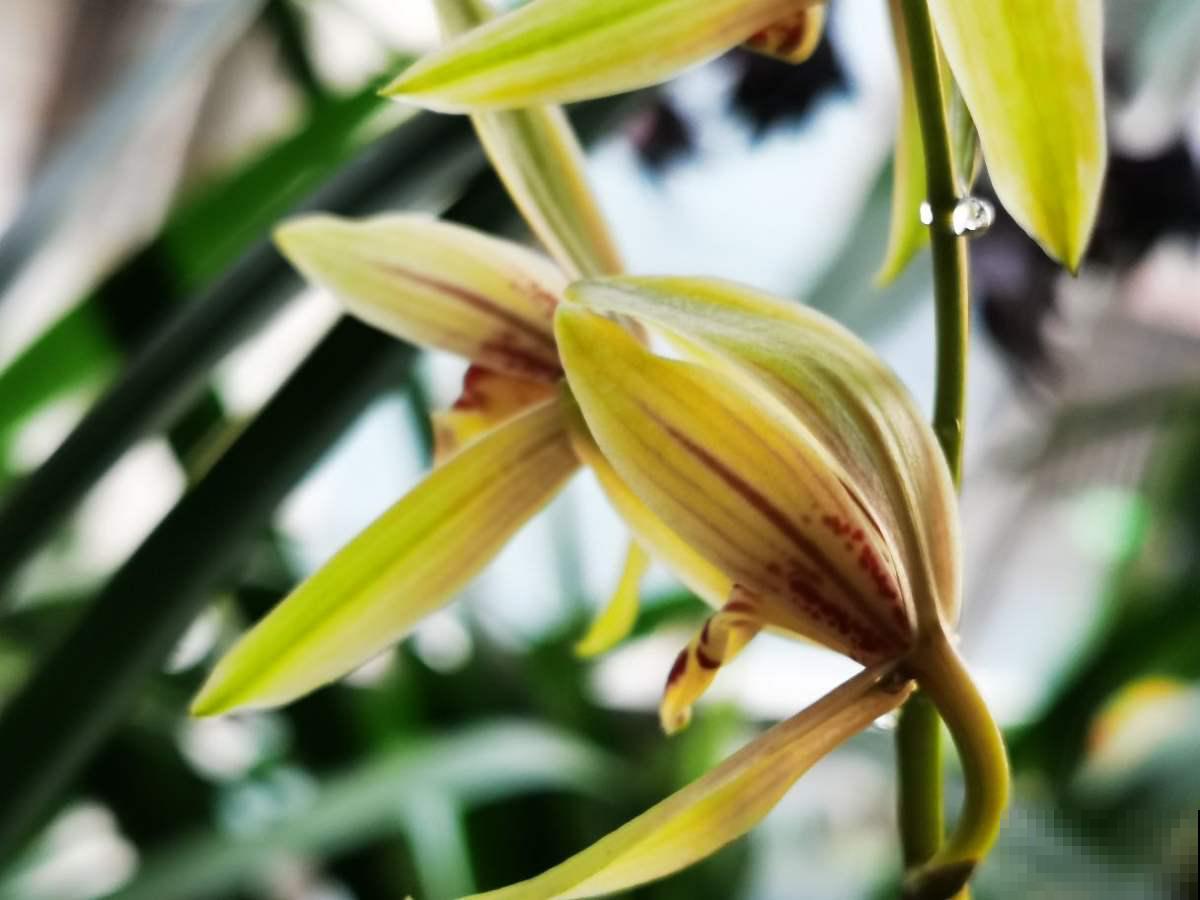 养兰花最怕死磕，4个“改变”，学会变通才是大神