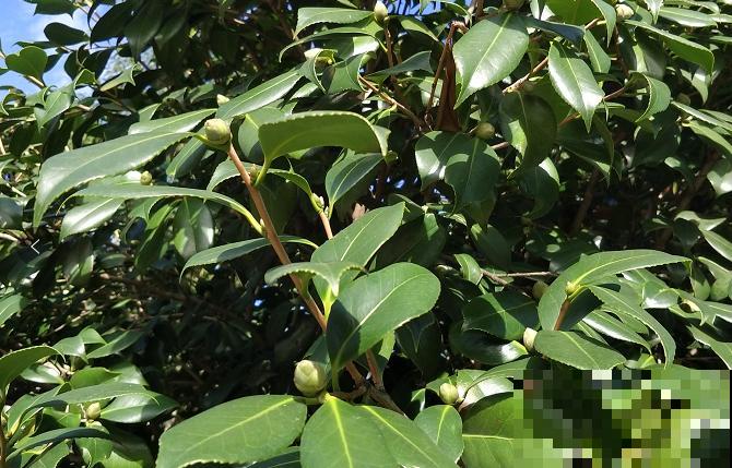 1种花特耐寒，冰天雪地也开花，颜色热闹火红