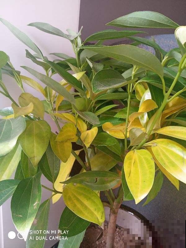 一入冬盆栽植物总黄叶，主要是4点做错了，赶紧改正