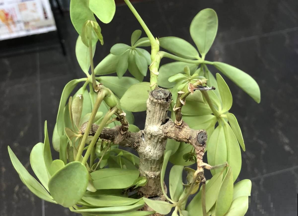 5大“养花精英”教你如何养花，笑死人不偿命系列，直呼“哇塞”