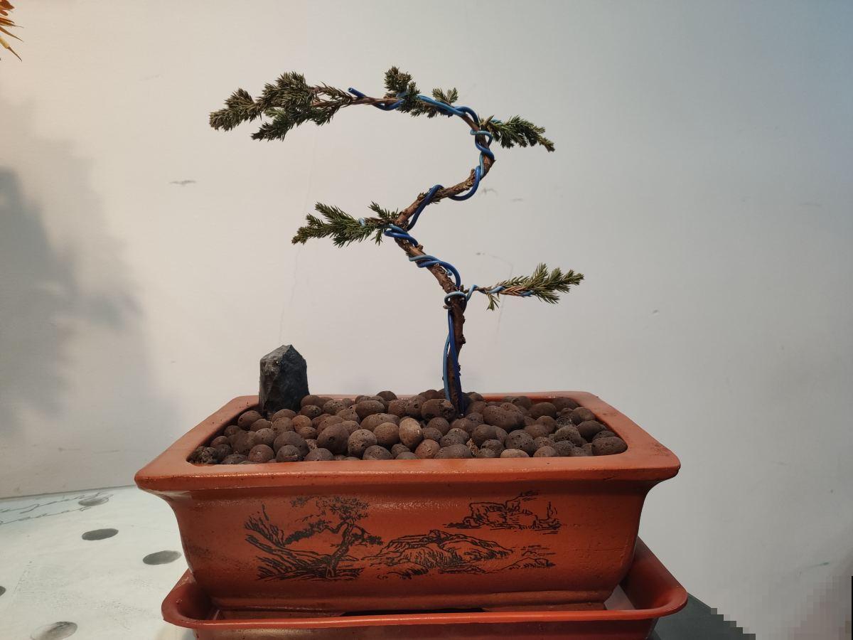 百年寺院道观种的“七贤”,原来是这7种花,家里养一盆好运连连 百年寺院道观种的“七贤”,原来是这7种花,家里养一盆好运连连