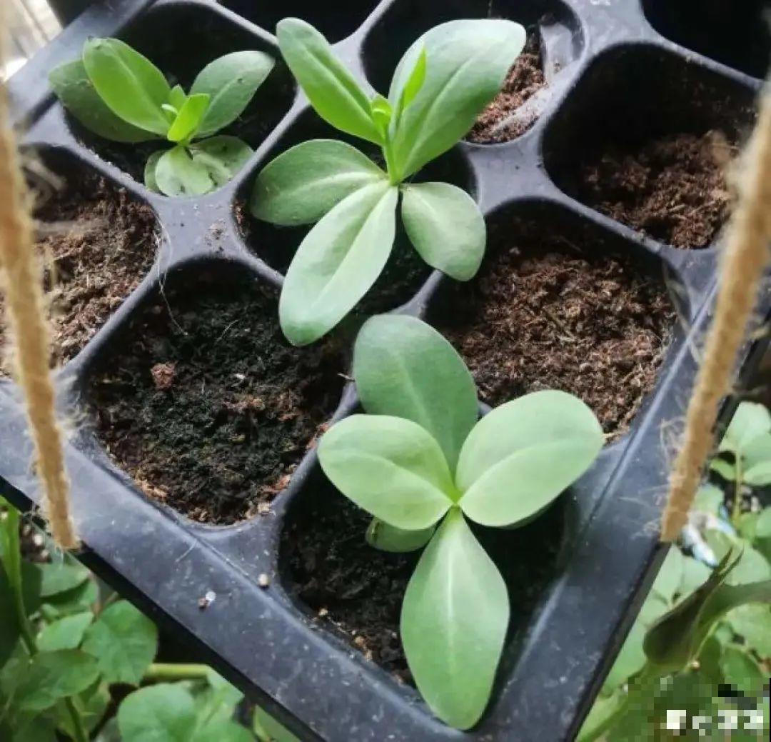 秋天种16种花，冬天就能开爆盆，满盆都是花