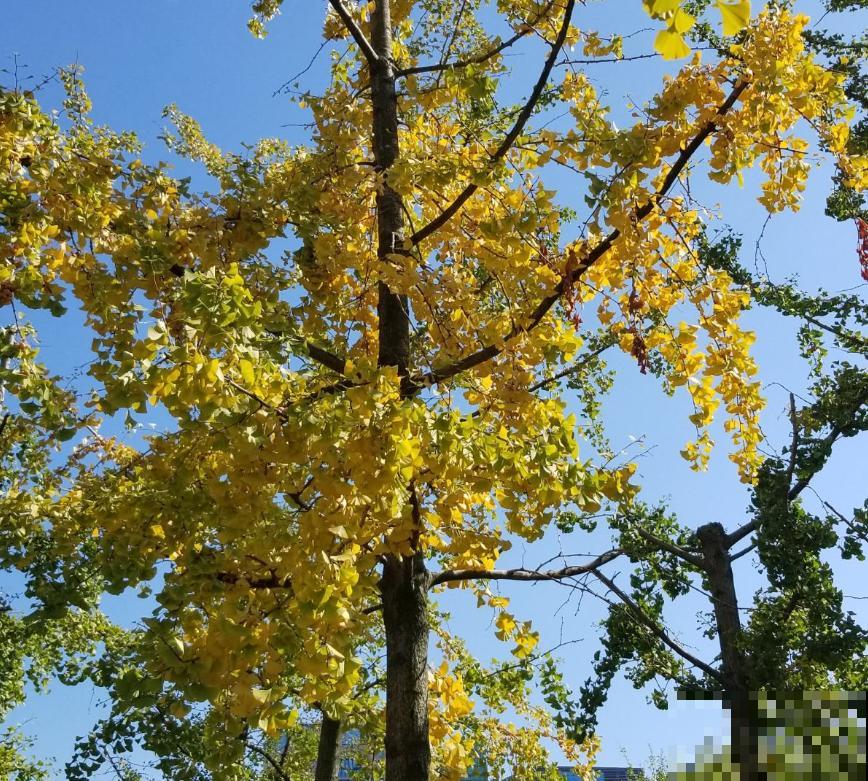 银杏浑身都是宝,为啥种的人那么少?原因有三点 银杏浑身都是宝,为啥种的人那么少?原因有三点