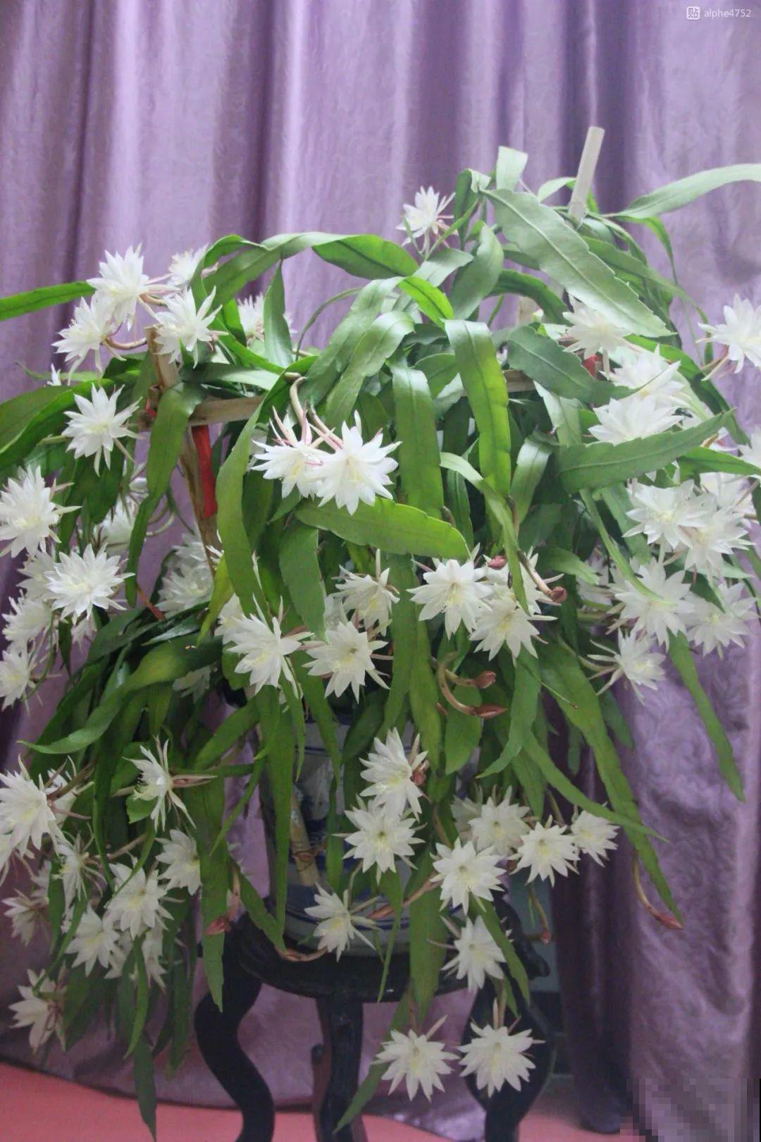 1种花就爱夜里开，养好能开上百朵花，满屋清香真过瘾