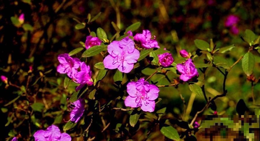 网上卖的1种花,名叫“枯木逢春”,千万别买,原因要记住 网上卖的1种花,名叫“枯木逢春”,千万别买,原因要记住