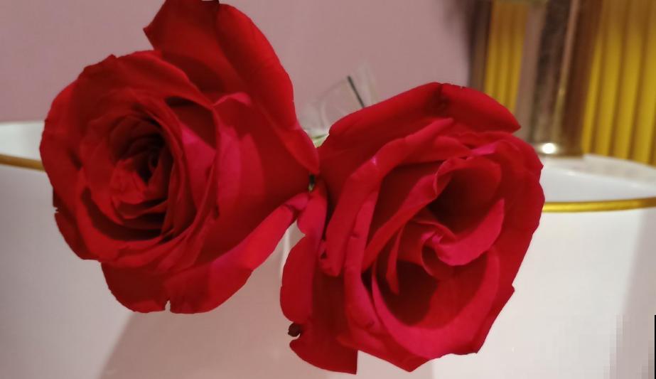 养花和性格息息相关，你是什么性格，就喜欢养什么花，你同意吗