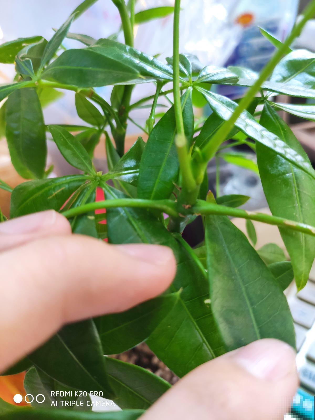 朋友开业搬新家，就送这9种植物，招财进宝面子十足