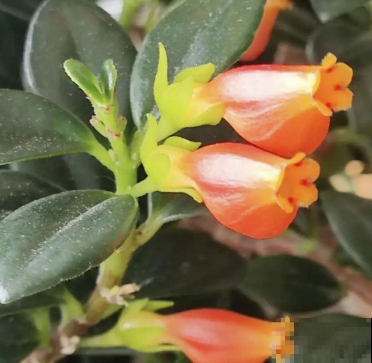 4种名里带"金"的花,招财纳福春节必备,个个都是好兆头 4种名里带"金"的花,招财纳福春节必备,个个都是好兆头