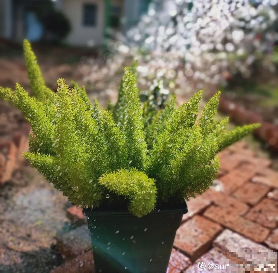 10种花冬天不能断水，勤浇水才能长得旺，叶子油亮有光泽