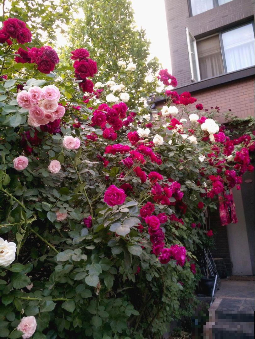 6种适合女人养的花,懂得生活的人才值得拥有它,好看又好养 6种适合女人养的花,懂得生活的人才值得拥有它,好看又好养