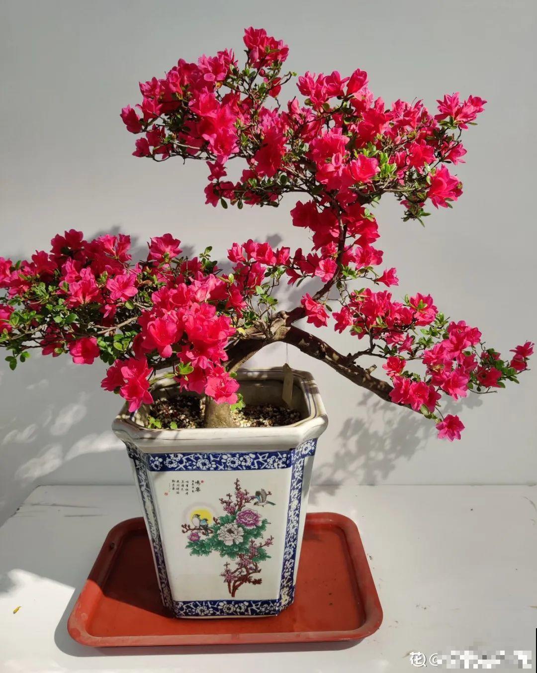 66万一盆的花,真是够贵的,打工几十年也攒不出一盆 66万一盆的花,真是够贵的,打工几十年也攒不出一盆