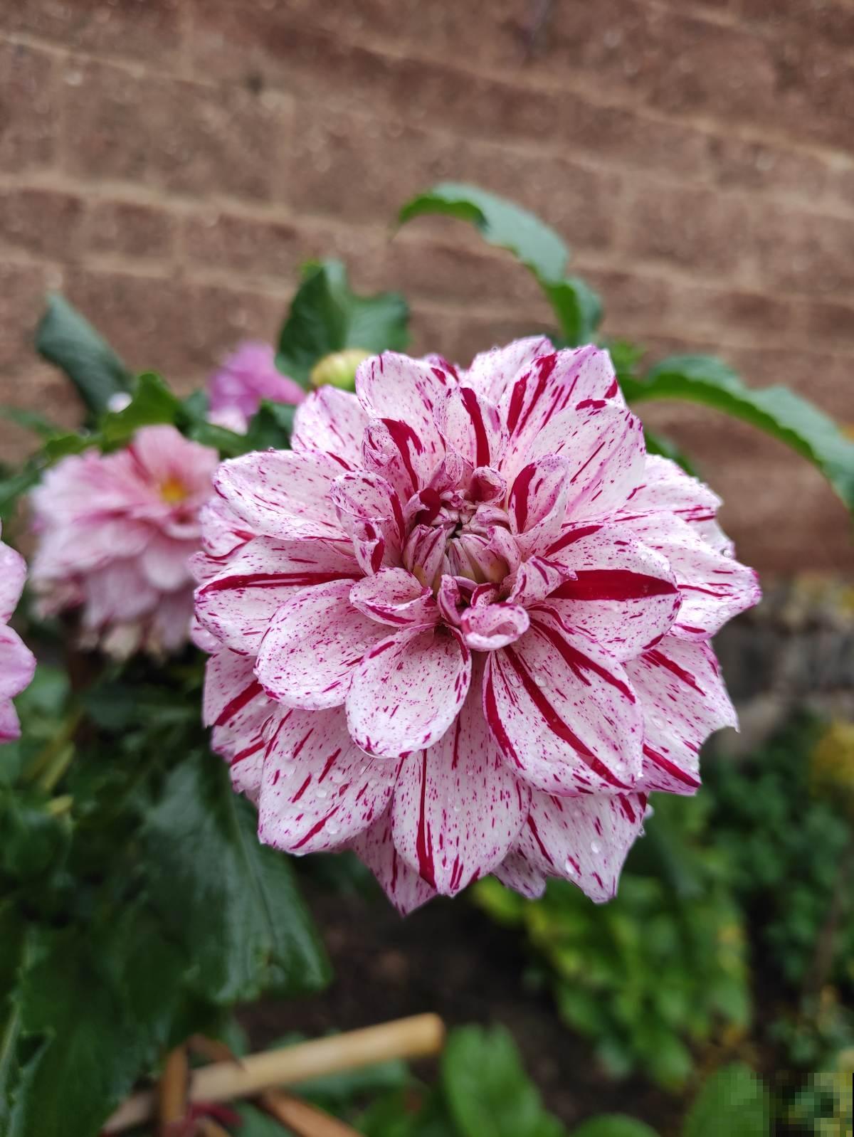 这5种花冬天不能养,别盲目跟风,来年春天才是它的生长期 这5种花冬天不能养,别盲目跟风,来年春天才是它的生长期