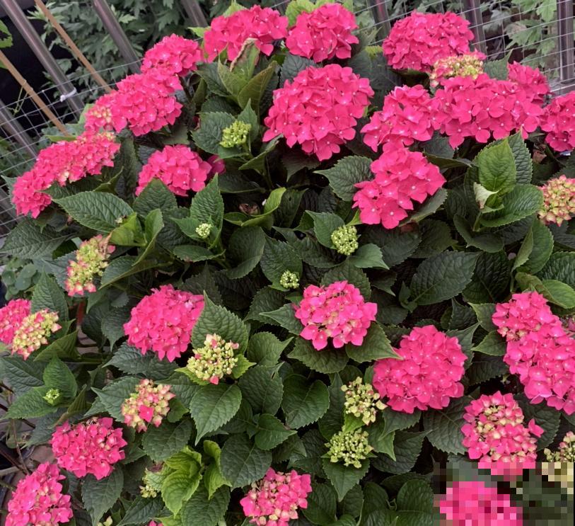 绣球花“冻”着养，冬季养护要狠心，来年才能爆盆长