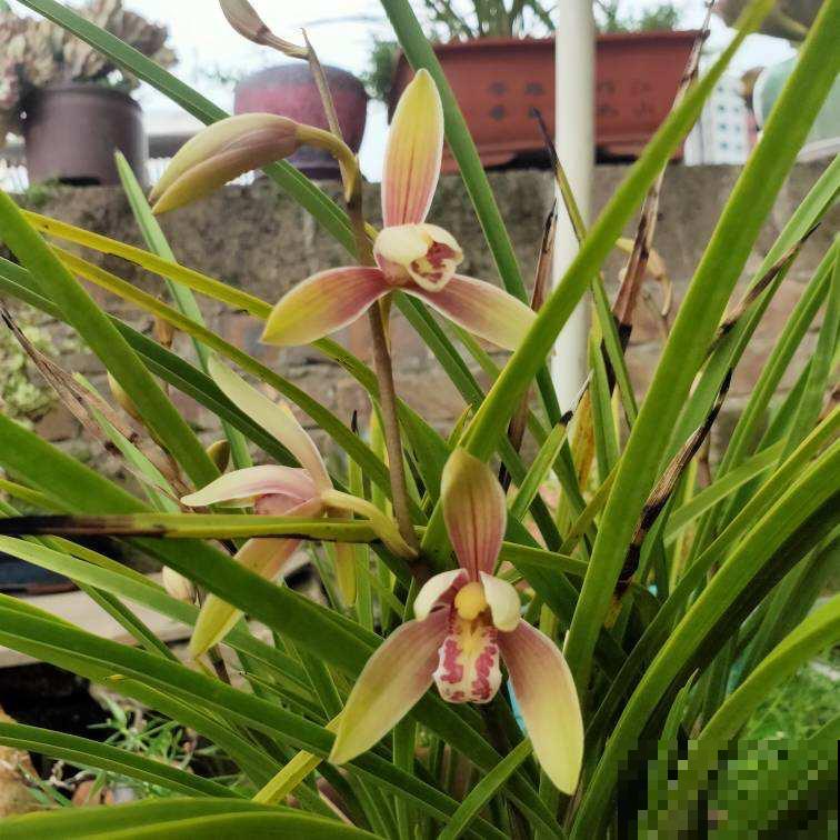 养兰花最怕死磕，4个“改变”，学会变通才是大神