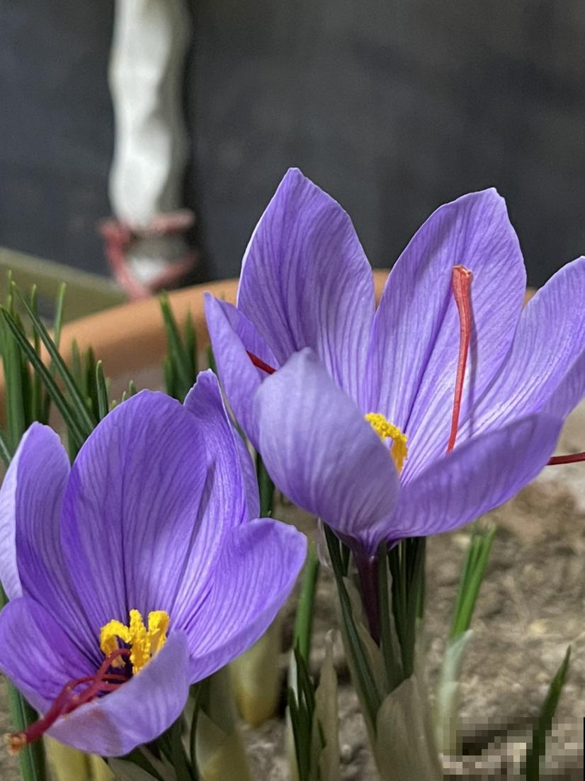 家里有女人，养一盆藏红花，养生美颜效果好