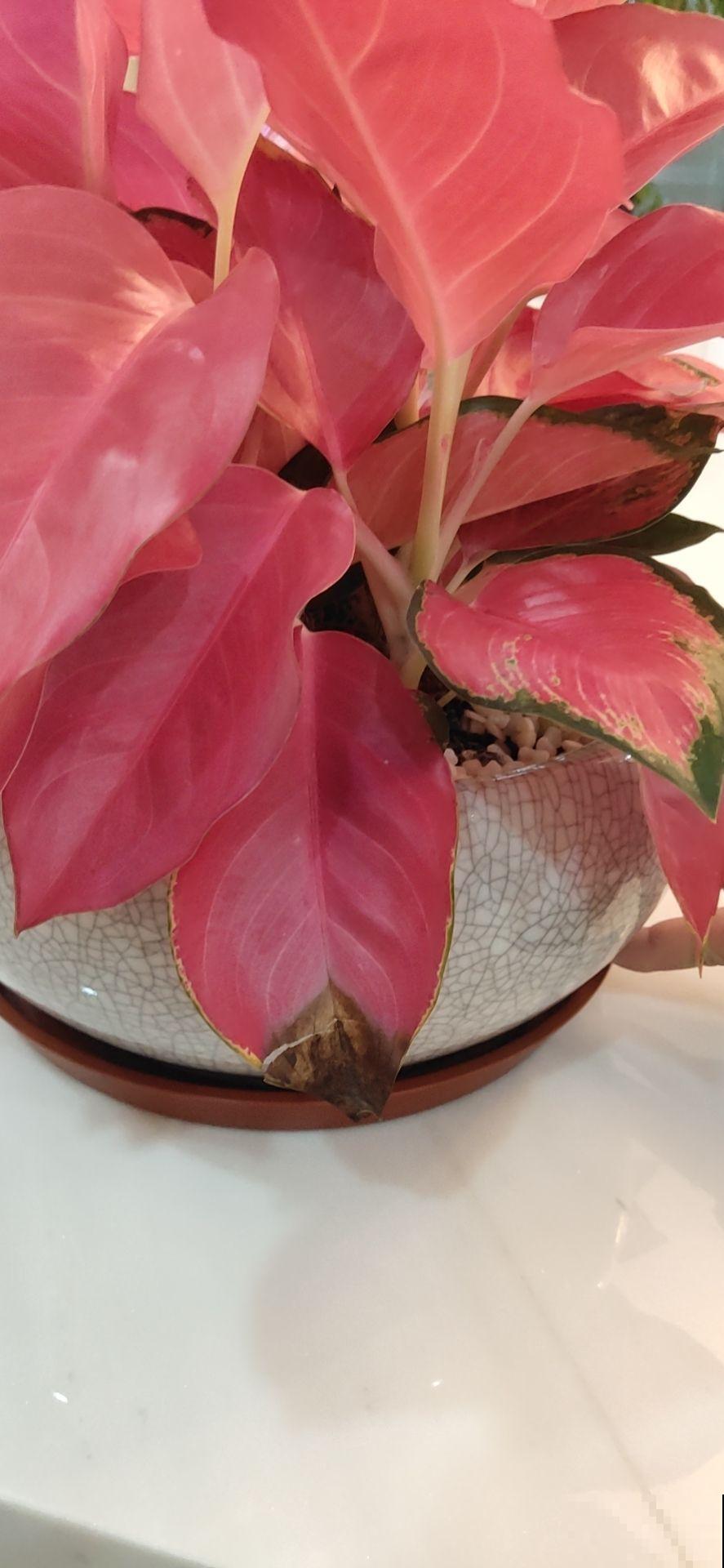 12月养一盆“吉利红”,送亲戚送长辈很合适,还有红红火火好兆头 12月养一盆“吉利红”,送亲戚送长辈很合适,还有红红火火好兆头