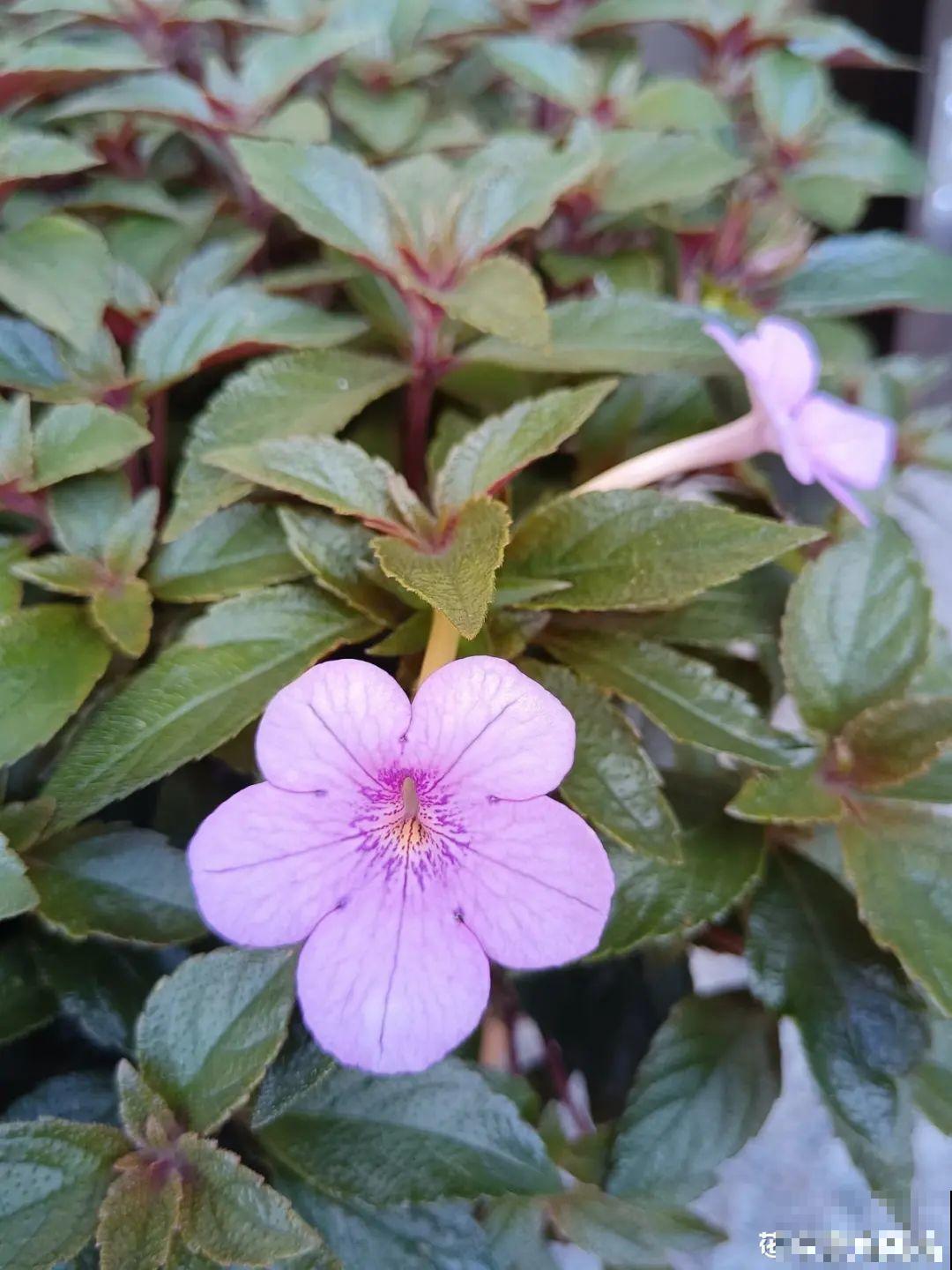 长筒花是“室内花量王者”，没光也能开爆盆，阳台党福音