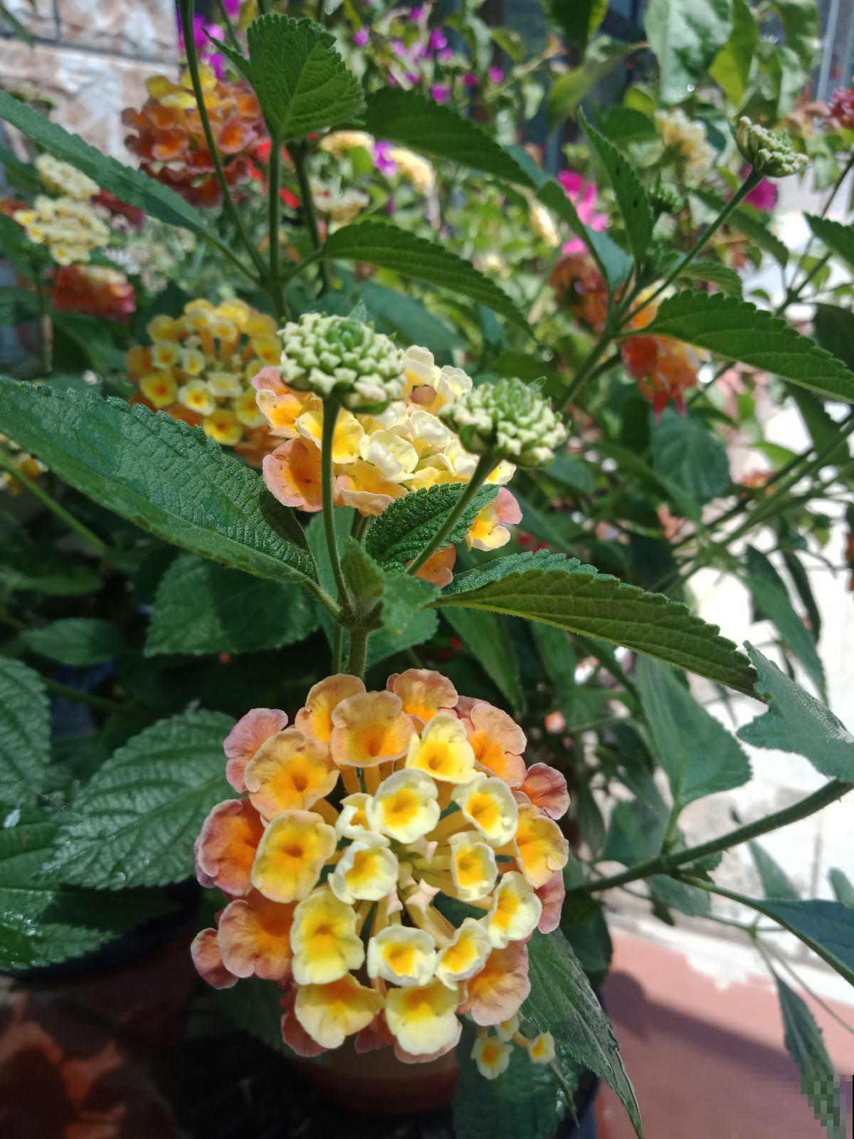 五色梅四季开花，要是谁还能把它养死，那可能不太适合养花