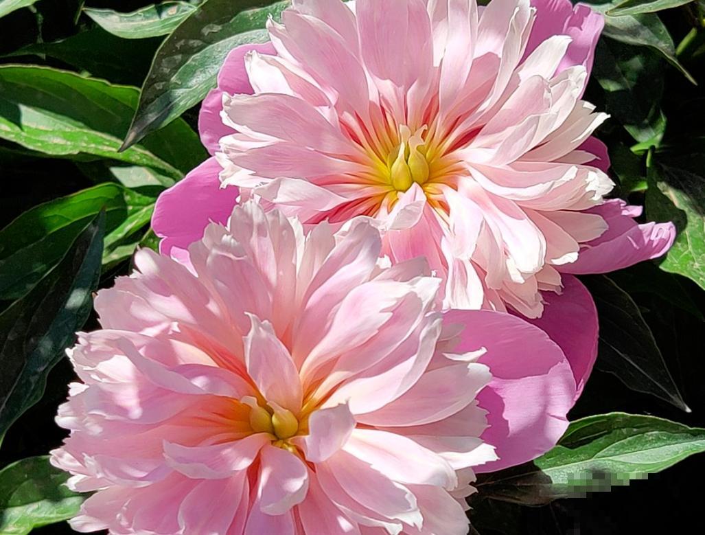 刚搬了新家就给我添堵，养花这么多年，邻居居然说我养花不吉利