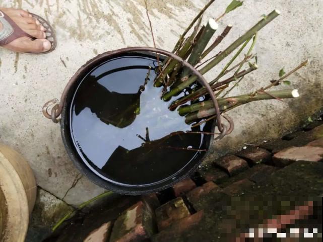 家里的“垃圾”留下，拿来养花效果好，颜值超高