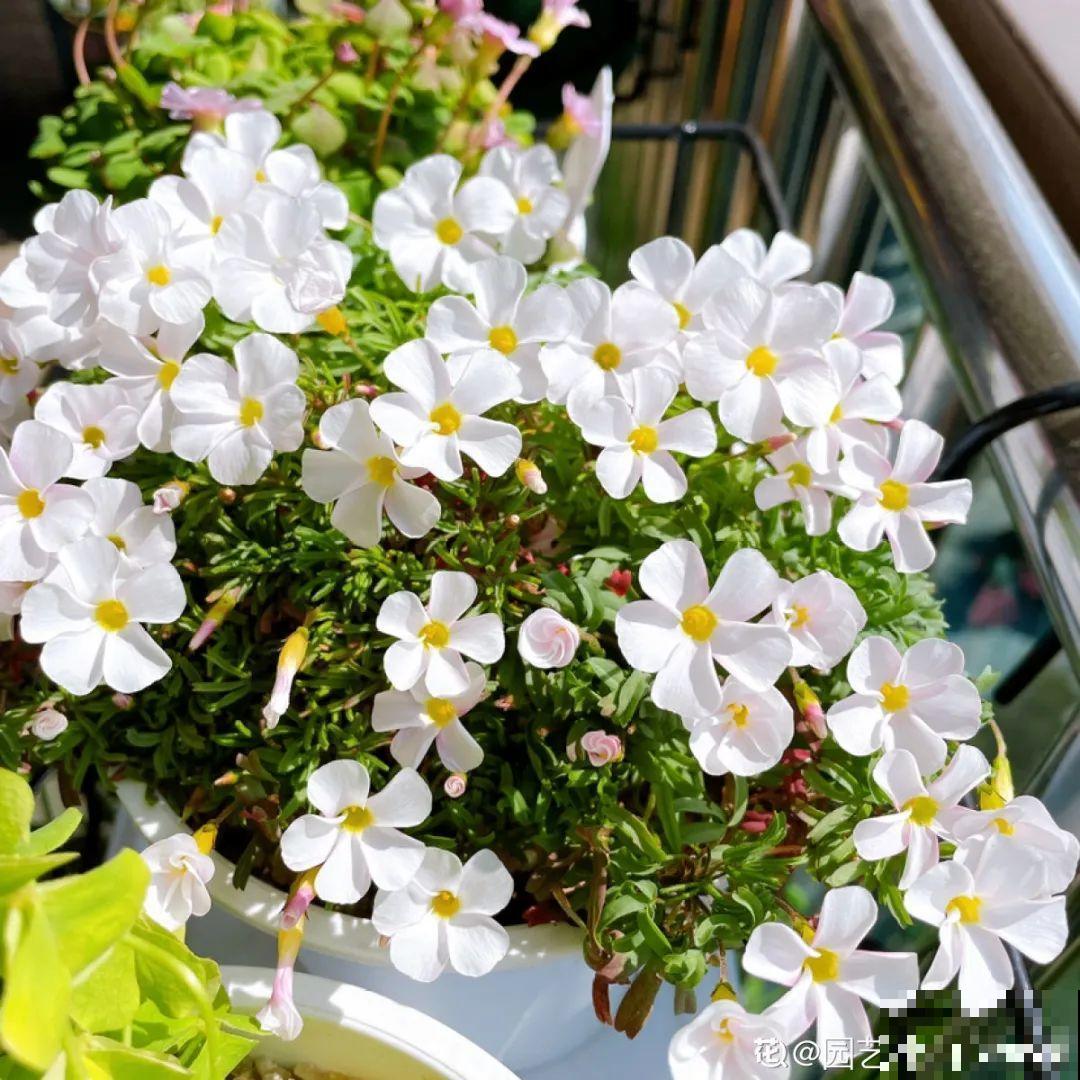 1种小草花名叫酢浆草，花量大，花期长，一盆还能变多盆
