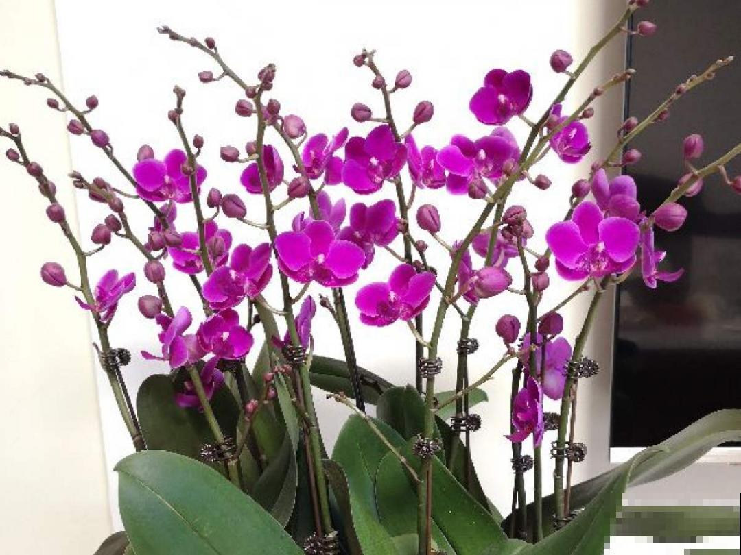 20种花，现在养正是开花好时候，再晚就过季了