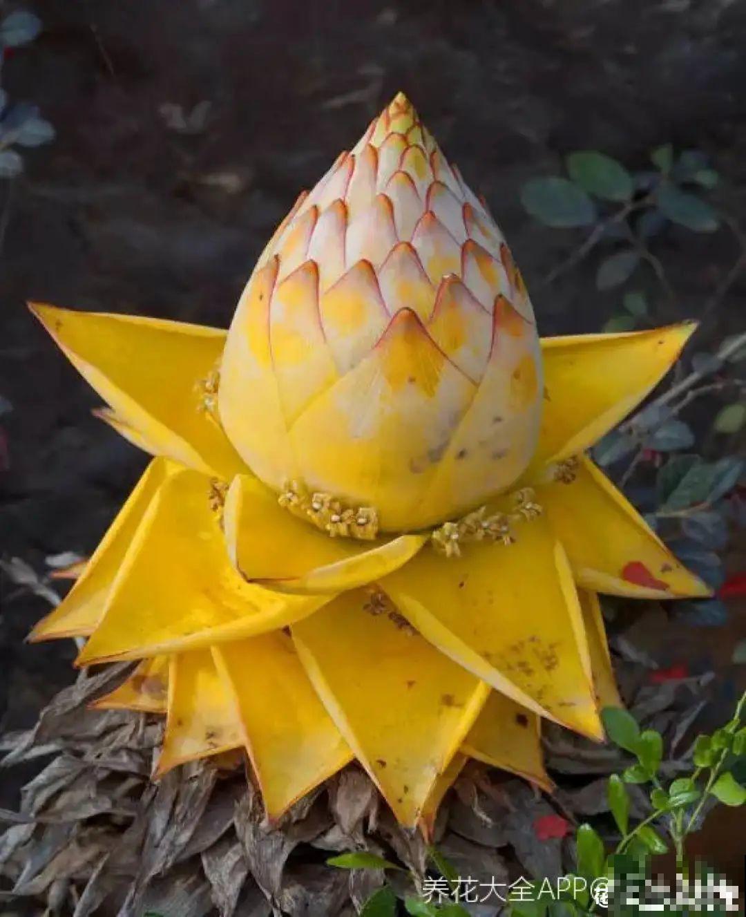 1种花俗称“摇钱树”，满盆长满小元宝，大吉大利，好看吉祥！