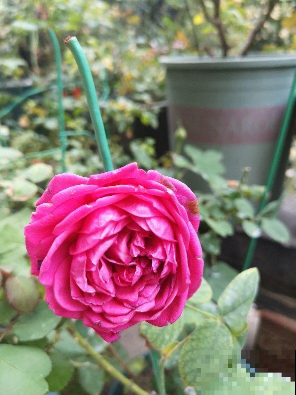 冬季给月季剪一刀,来年笋芽长更多,花苞呼呼冒 冬季给月季剪一刀,来年笋芽长更多,花苞呼呼冒