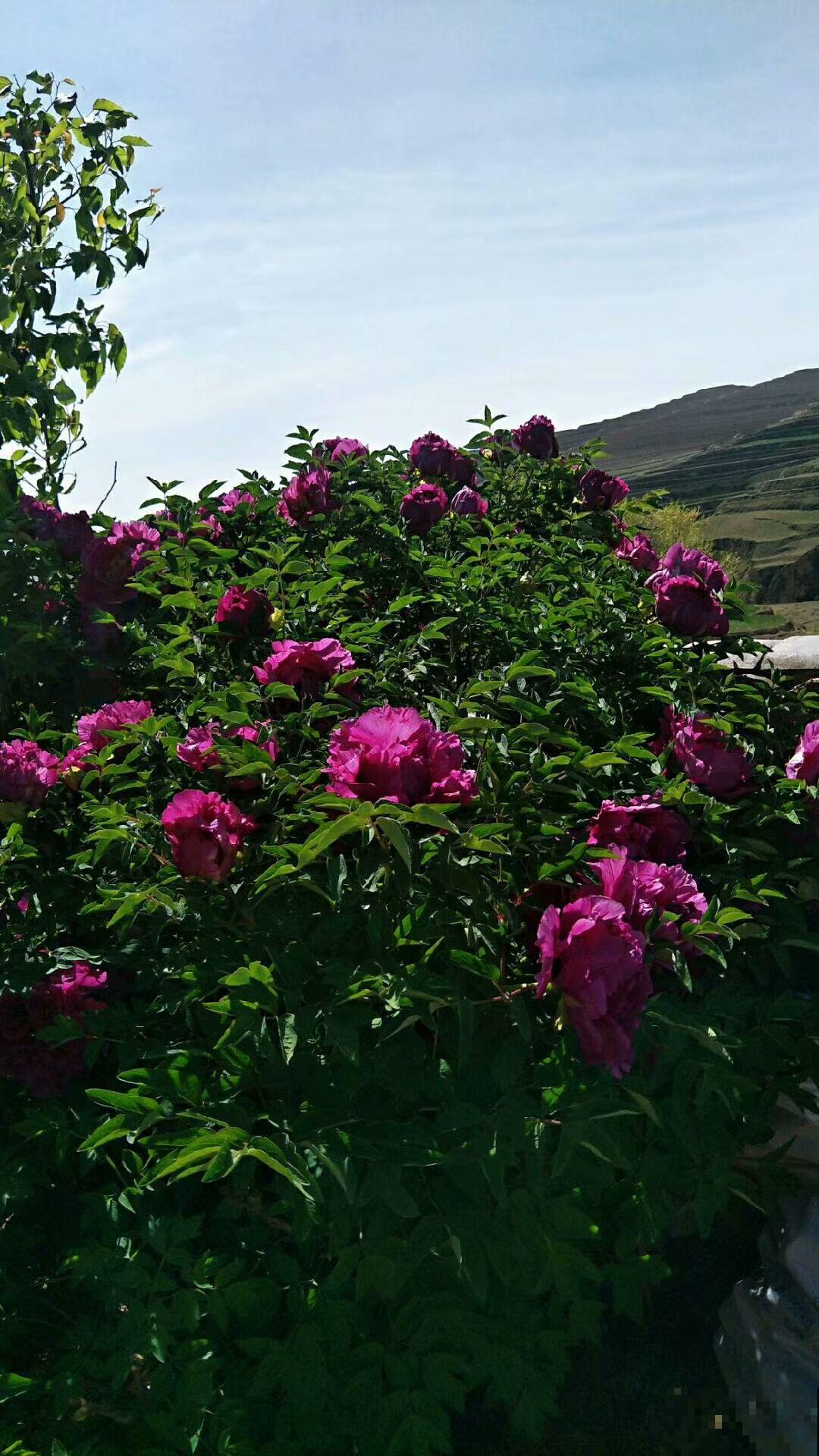 能活上百年的7种植物,长寿又吉利,能养成“传家宝” 能活上百年的7种植物,长寿又吉利,能养成“传家宝”